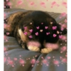 Cute baby cat🥺 8
