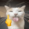 Gatos shit 🐈‍⬛❤️ 13
