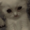 Gatos 8