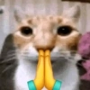 Gatinhos bizarramente fofos 13