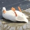Patinho Fofo Reações 🦆 8