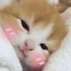 Gatinhos 8