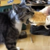 Gatos 20