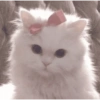 ~ Gatos Cute ☁🤍 5