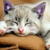 🐾Gatitos Cute🐈💖 7