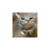 Cat Memes 😻 7