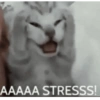 Meow Memes 😾 12