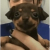 Doguinhos 6