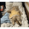 Cat 21