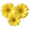 Yellow icon's  12