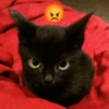 Kucing hitam meme 6