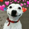 Cachorrinhos fofos 5