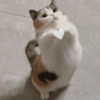 Gatinhos 9