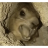 Animales locos 10