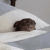 ANIMAIS ALEATÓRIOS 14