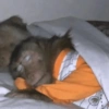 Monkey 🐒 20