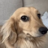 Cachorro indiferente 9