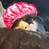 Michis pa' tu Chat! 🐾 11