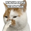 Kucing anomali 10