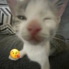 Gatos emoji 🙃 5