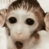 Reaja com macacos fofos 🙈 9