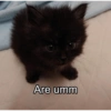 CatscatacatsDIECI 22