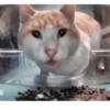 Animales locos 9