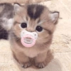 Gatinhos 19