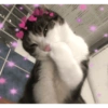 Cute baby cat🥺 5