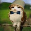 Meowl meme cat🐱✨ 13