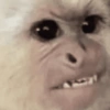 Monkey 🐒 28