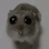 Rata triste Hámster Meme 🐹 24