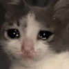 🐈‍⬛🐱🧶 GATOS | CATS 🧶🐱🐈‍⬛ 13