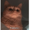 Meow Memes 😾 20