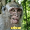 sebosa