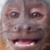 Monkey 🐒 10