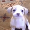 Cachorro. 8