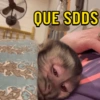 Macaquinhos memes 🤣🙈 11
