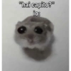 Hamster desesperado 13