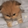 Gatinhos 25