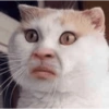 Meme kucing / cat 11