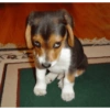 Cachorro. 5