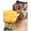 Monkey Rose