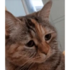 Memes - gatos bebes 🐱💕😂 17