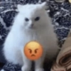 GATOS 🐱 8