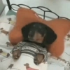 DOGS 🐶🥰 7