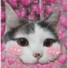 Cat love ❤️ 8