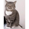 Cat 18