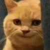 REAÇÕES DE GATOS 10