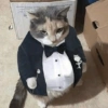 REAÇÕES DE GATOS 27